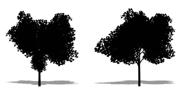 白い背景に黒いシルエットとしてセクロピアの木のセットまたはコレクション エコロジー 耐久性 美しさのための概念または概念的な3Dイラスト — ストック写真