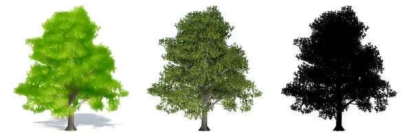 Conjunto Coleção Árvores Granny Smith Pintado Natural Como Uma Silhueta — Fotografia de Stock