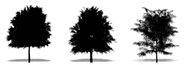 白い背景に黒いシルエットとしてオーストラリアのウィロウの木のセットまたはコレクション 生態学 耐久性 美しさのためのコンセプトまたは概念ベクトル — ストックベクタ