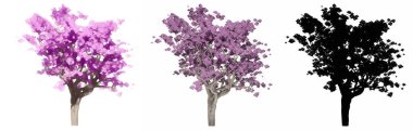 Jakaranda ağaçlarının seti veya koleksiyonu, boyanmış, doğal ve beyaz arka planda siyah bir siluet olarak. Doğa, ekoloji ve koruma, güç ve güzellik için kavramsal veya kavramsal 3D illüstrasyon