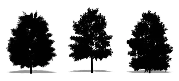 Set Nebo Sbírka Evropských Ash Stromů Jako Černá Silueta Bílém — Stock fotografie