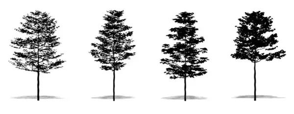 白い背景に黒いシルエットとしてアメリカのシカモアの木のセットまたはコレクション 生態学 耐久性 美しさのためのコンセプトまたは概念ベクトル — ストックベクタ