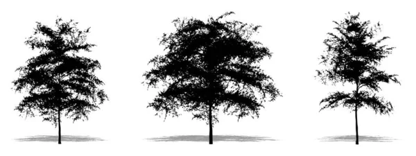 Set Nebo Sbírka Japonských Javorových Stromů Jako Černá Silueta Bílém — Stock fotografie