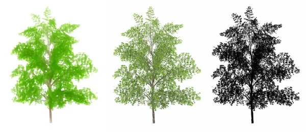 Japon Akçaağaç Ağaçları Seti Veya Koleksiyonu Beyaz Arka Planda Siyah — Stok fotoğraf