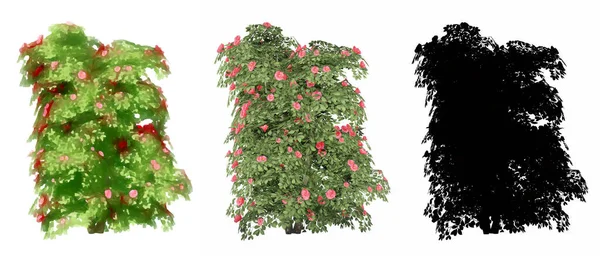 Zestaw Lub Kolekcja Japońskich Drzew Camelia Malowane Naturalne Jako Czarna — Zdjęcie stockowe