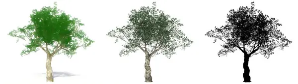 Set Oder Sammlung Europäischer Olivenbäume Bemalt Natürlich Und Als Schwarze — Stockfoto