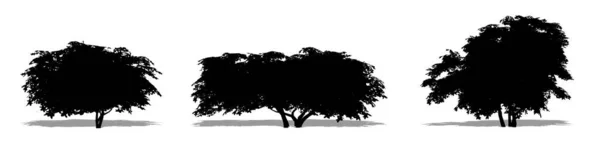 Set Collectie Van Kermes Eikenbomen Als Zwart Silhouet Witte Achtergrond — Stockvector
