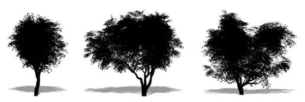 白い背景に黒いシルエットとしてコバスマグノリアの木のセットまたはコレクション 生態学 耐久性 美しさのためのコンセプトまたは概念ベクトル — ストックベクタ
