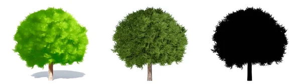 Набор Коллекция Вишневых Деревьев Globe Окрашенных Натуральных Черный Силуэт Белом — стоковое фото