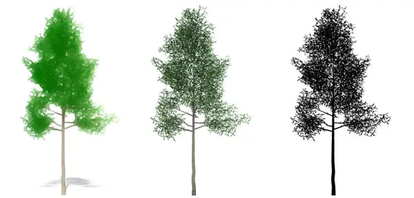 Sada Nebo Sbírka Stromů Zeleného Jasanu Natřených Přírodních Jako Černá — Stock fotografie