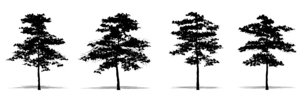 Zestaw Lub Kolekcja Drzew Migdałowych Jako Czarna Sylwetka Białym Tle — Wektor stockowy