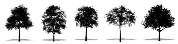Büyük Yaprak Akçaağaç Ağaçlarını Beyaz Arka Planda Siyah Bir Siluet — Stok Vektör