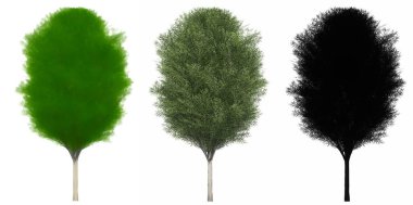 Japon Zelkova ağaçlarının seti veya koleksiyonu, boyalı, doğal ve beyaz arka planda siyah bir siluet olarak. Doğa, ekoloji ve koruma, güç ve güzellik için kavramsal veya kavramsal 3D illüstrasyon