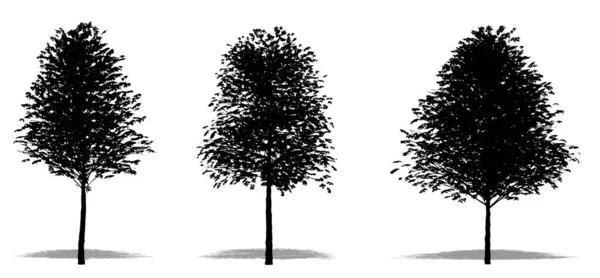 白い背景に黒いシルエットとしてヨーロッパリンデンの木のセットまたはコレクション エコロジー 耐久性 美しさのための概念または概念的な3Dイラスト — ストック写真