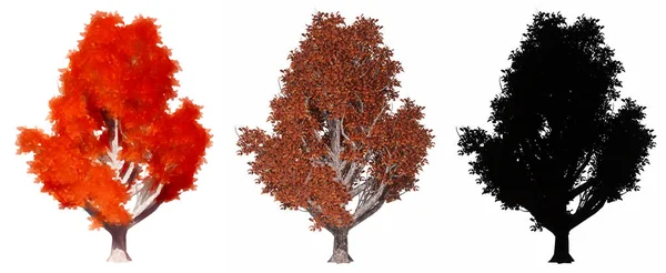 Koreli Stewartia Ağaçlarının Seti Koleksiyonu Boyanmış Doğal Beyaz Arka Planda — Stok fotoğraf