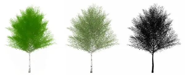 배경에 실루엣으로 그려진 자연스러운 자작나무 나무의 컬렉션 아름다움을 개념적인 일러스트 — 스톡 사진