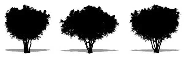 白い背景に黒いシルエットとしてクレープミルトルの木のセットまたはコレクション 生態学 耐久性 美しさのためのコンセプトまたは概念ベクトル — ストックベクタ
