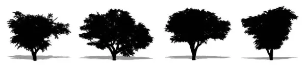 Beyaz Arka Planda Siyah Bir Siluet Olarak Havuç Ağaçları Seti — Stok Vektör