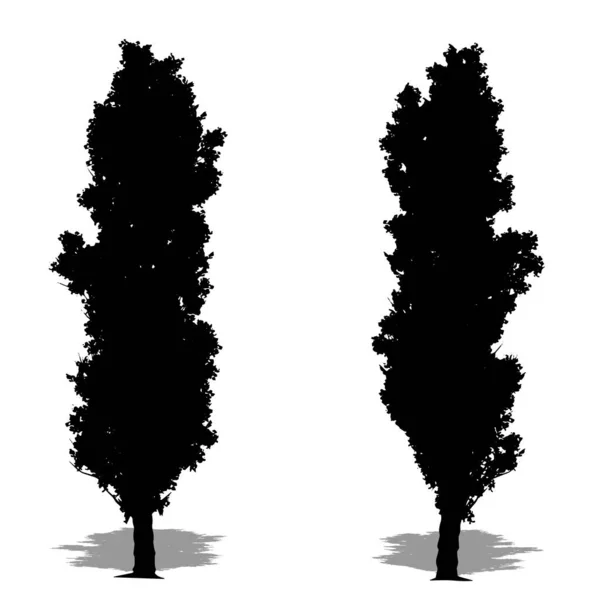 Lombardy Kavak Ağaçlarının Beyaz Arka Planda Siyah Bir Siluet Olarak — Stok Vektör