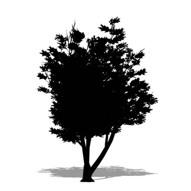 Beyaz arka planda siyah bir siluet olarak bir Mulga ağacı. Doğa, gezegen, ekoloji ve koruma, güç, dayanıklılık ve güzellik için kavramsal veya kavramsal 3D illüstrasyon