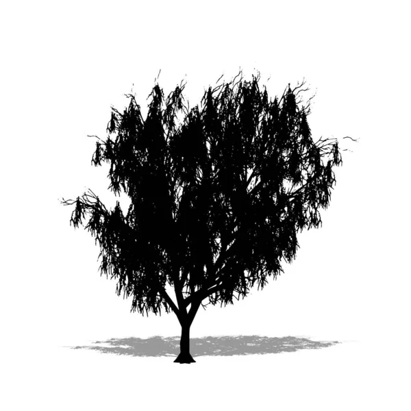 Bal Mesquite Ağacını Beyaz Arkaplanda Siyah Bir Siluet Olarak Ayarla — Stok Vektör