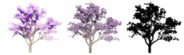 Jakaranda ağaçlarının seti veya koleksiyonu, boyanmış, doğal ve beyaz arka planda siyah bir siluet olarak. Doğa, ekoloji ve koruma, güç ve güzellik için kavramsal veya kavramsal 3D illüstrasyon