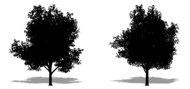 Limon ağaçlarının beyaz arkaplanda siyah bir siluet oluşturulması veya toplanması. Doğa, gezegen, ekoloji ve koruma, güç, dayanıklılık ve güzellik için kavramsal veya kavramsal 3D illüstrasyon