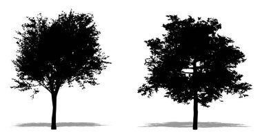 Beyaz arkaplanda siyah bir siluet olarak Cedar Elm ağaçlarının seti veya koleksiyonu. Doğa, gezegen, ekoloji ve koruma, güç, dayanıklılık ve güzellik için kavramsal veya kavramsal 3D illüstrasyon