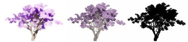 Jakaranda ağaçlarının seti veya koleksiyonu, boyanmış, doğal ve beyaz arka planda siyah bir siluet olarak. Doğa, ekoloji ve koruma, güç ve güzellik için kavramsal veya kavramsal 3D illüstrasyon