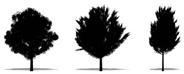 Akçaağaç ağaçlarını beyaz arkaplanda siyah bir siluet olarak ayarlayın veya toplayın. Doğa, gezegen, ekoloji ve koruma, güç, dayanıklılık ve güzellik için kavramsal veya kavramsal 3D illüstrasyon