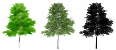 Lacebark Karaağaç ağaçları seti veya koleksiyonu, beyaz arka planda siyah bir siluet olarak resmedilmiştir. Doğa, ekoloji ve koruma, güç ve güzellik için kavramsal veya kavramsal 3D illüstrasyon