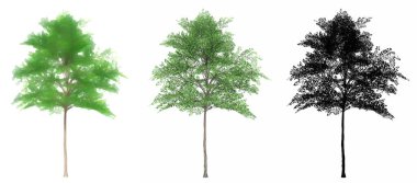 Japon akçaağaç ağaçları seti veya koleksiyonu, beyaz arka planda siyah bir siluet olarak resmedildi. Doğa, ekoloji ve koruma, güç ve güzellik için kavramsal veya kavramsal 3D illüstrasyon