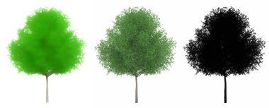 Canlı meşe ağaçlarının seti veya koleksiyonu, boyanmış, doğal ve beyaz arka planda siyah bir siluet olarak. Doğa, ekoloji ve koruma, güç ve güzellik için kavramsal veya kavramsal 3D illüstrasyon