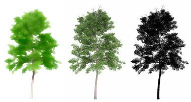 Lacebark Karaağaç ağaçları seti veya koleksiyonu, beyaz arka planda siyah bir siluet olarak resmedilmiştir. Doğa, ekoloji ve koruma, güç ve güzellik için kavramsal veya kavramsal 3D illüstrasyon