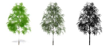 Set or collection of European White Beech trees, painted, natural and as a black silhouette on white background. Concept or conceptual 3d illustration for nature, ecology and conservation, strength, beauty clipart