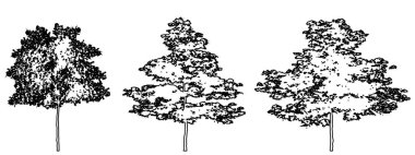 Japon akçaağaç ağaçlarını beyaz zemin üzerine siyah çizgi şeklinde çizer. Doğa, gezegen, ekolojik koruma, güç, dayanıklılık ve güzellik için kavramsal veya kavramsal vektör