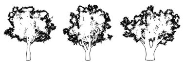 Beyaz arkaplana siyah çizgi şeklinde zeytin ağaçlarının bir koleksiyonunu veya setini çiz. Doğa, gezegen, ekolojik koruma, güç, dayanıklılık ve güzellik için kavramsal veya kavramsal vektör