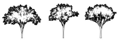 Amerikan karaağaç koleksiyonunu siyah bir çizgi olarak beyaz arka plana çizerek oluşturun. Doğa, gezegen, ekolojik koruma, güç, dayanıklılık ve güzellik için kavramsal veya kavramsal vektör