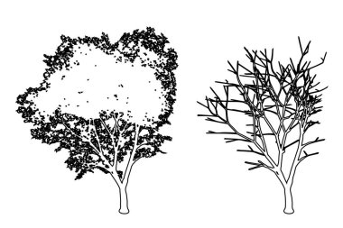 Kırsal Akçaağaç ağaçlarını beyaz zemin üzerine siyah çizgi çizen siluet olarak ayarla veya koleksiyonu yap. Doğa, gezegen, ekolojik koruma, güç, dayanıklılık ve güzellik için kavramsal veya kavramsal vektör