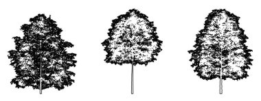 Cherrybark Oak ağaçlarının beyaz zemin üzerine siyah çizgi şeklinde çizilmiş siluetini ayarlayın veya toplayın. Doğa, gezegen, ekolojik koruma, güç, dayanıklılık ve güzellik için kavramsal veya kavramsal vektör