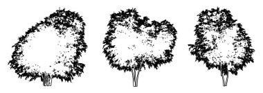 Siyah Elder ağaçlarını beyaz arkaplana siyah çizgi şeklinde çizerek veya toplayarak. Doğa, gezegen, ekolojik koruma, güç, dayanıklılık ve güzellik için kavramsal veya kavramsal vektör
