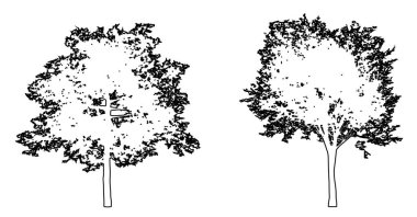 Sedir Karaağaç ağaçlarını beyaz arkaplana siyah çizgi şeklinde çizerek veya toplayarak. Doğa, gezegen, ekolojik koruma, güç, dayanıklılık ve güzellik için kavramsal veya kavramsal vektör