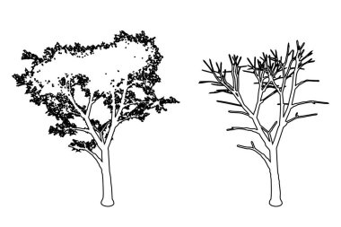 Kırsal Akçaağaç ağaçlarını beyaz zemin üzerine siyah çizgi çizen siluet olarak ayarla veya koleksiyonu yap. Doğa, gezegen, ekolojik koruma, güç, dayanıklılık ve güzellik için kavramsal veya kavramsal vektör