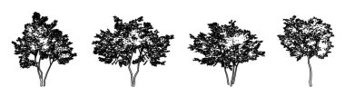 Set or collection of American Beech trees as a black line drawing silhouette on white background. Concept or conceptual vector for nature, planet, ecology conservation, strength, endurance and  beauty clipart