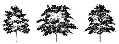 Japon akçaağaç ağaçlarını beyaz zemin üzerine siyah çizgi şeklinde çizer. Doğa, gezegen, ekolojik koruma, güç, dayanıklılık ve güzellik için kavramsal veya kavramsal vektör