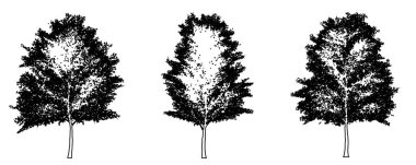 Japon beyaz huş ağaçlarının toplanması siyah çizgi olarak beyaz arka plana siluet çiziyor. Doğa, gezegen, ekolojik koruma, güç, dayanıklılık ve güzellik için kavramsal veya kavramsal vektör