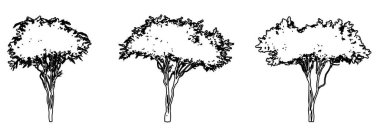 Crape Myrtle ağaçlarını beyaz arkaplana siyah bir çizgi çizerek veya bir araya getirerek siluet çizerek. Doğa, gezegen, ekolojik koruma, güç, dayanıklılık ve güzellik için kavramsal veya kavramsal vektör