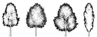 Siyah kavak ağaçlarını beyaz zemin üzerine siyah çizgi şeklinde çiz veya koleksiyonla. Doğa, gezegen, ekolojik koruma, güç, dayanıklılık ve güzellik için kavramsal veya kavramsal vektör