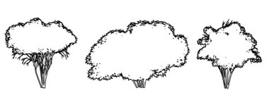 Japon akçaağaç ağaçlarını beyaz zemin üzerine siyah çizgi şeklinde çizer. Doğa, gezegen, ekolojik koruma, güç, dayanıklılık ve güzellik için kavramsal veya kavramsal vektör