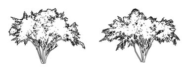 Japon Angelica ağaçlarının siyah çizgi şeklinde beyaz arka plana siluet çizimi ya da koleksiyonu. Doğa, gezegen, ekolojik koruma, güç, dayanıklılık ve güzellik için kavramsal veya kavramsal vektör